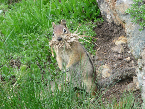 Okanogan-Wenatchee National Forest