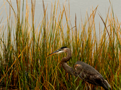 Bombay Hook