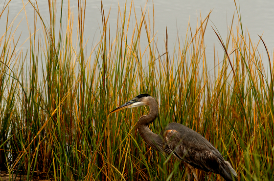 Bombay Hook