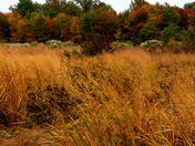 Bombay Hook National Refuge
