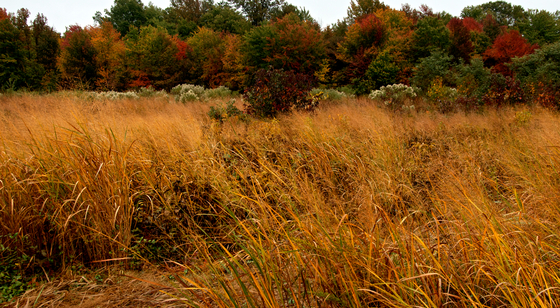 Bombay Hook National Refuge