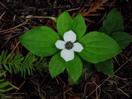 Silver Springs, Washington