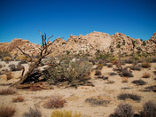 Joshua Tree National Park