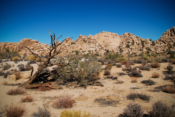 Joshua Tree National Park