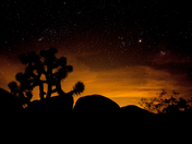 Joshua Tree