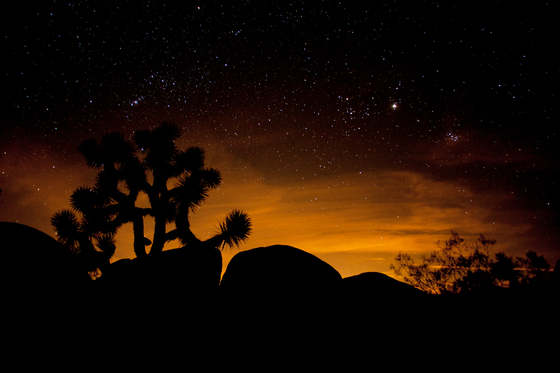 Joshua Tree
