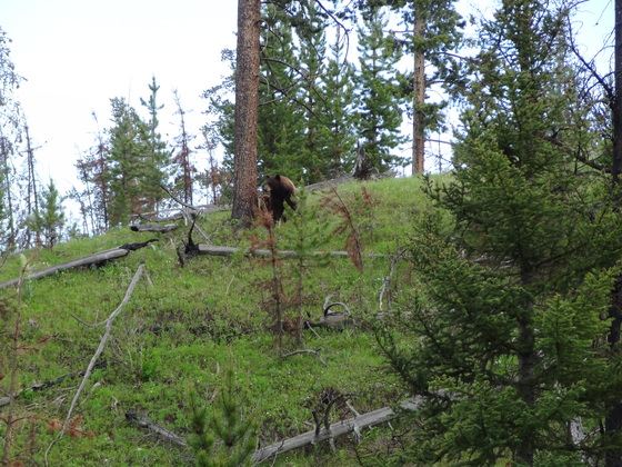 Yellowstone, Wy