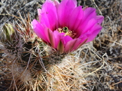 Joshua Tree National Park