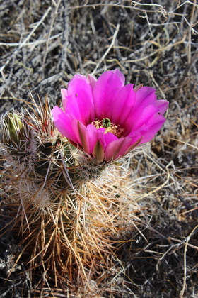 Joshua Tree National Park
