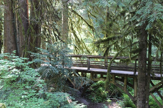 Lost Creek Campground Mt. Hood Forest