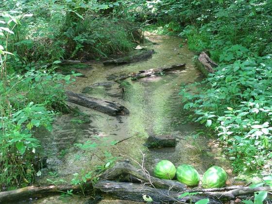 Chattahoochee National Forest / The Pocket