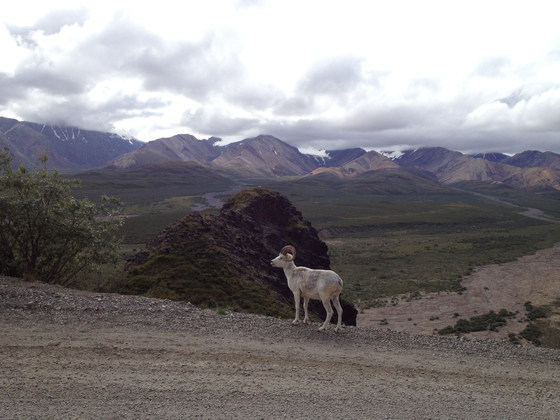 Denali National Park