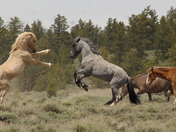 Pryor Mountain Wild Horse Range