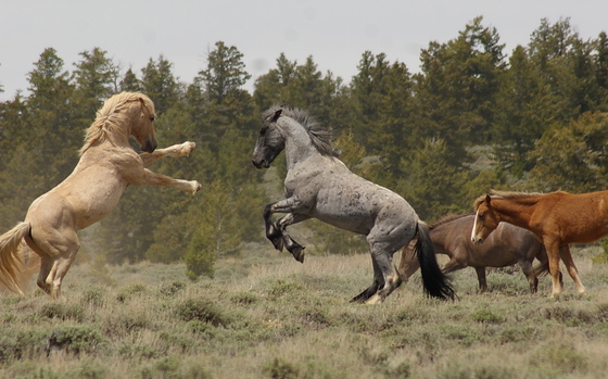 Pryor Mountain Wild Horse Range