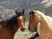 Pryor Mountain Wild Horse Range