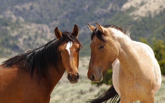Pryor Mountain Wild Horse Range