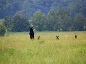 Smoky Mountain National Park
