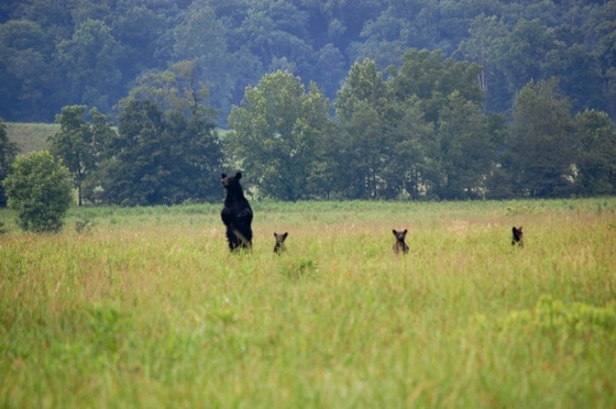 Smoky Mountain National Park
