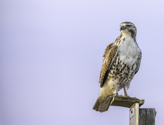 Brazoria National Wildlife Refuge