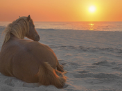 Assateague Island National Seashore