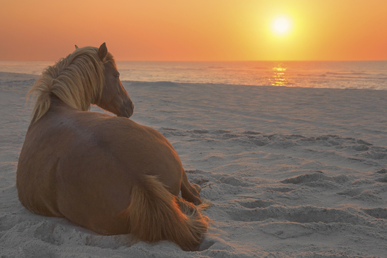Assateague Island National Seashore