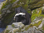 Chugach National Forest