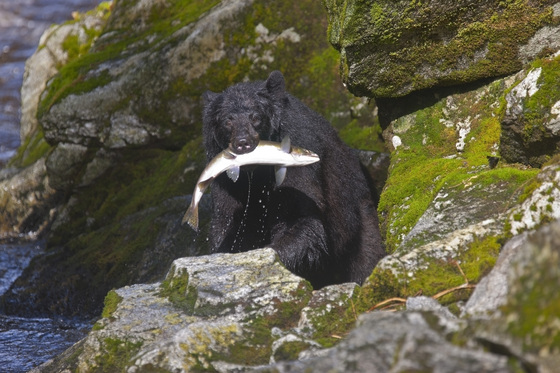Chugach National Forest