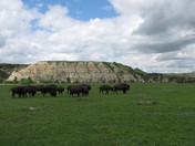 Theodore Roosevelt National Park