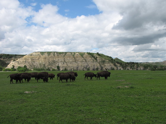 Theodore Roosevelt National Park