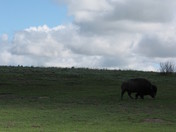 Theodore Roosevelt National Park