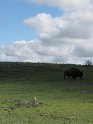 Theodore Roosevelt National Park