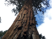 Sequoia National Park