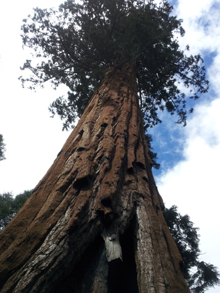 Sequoia National Park