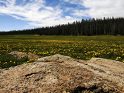 Dixie National Forest