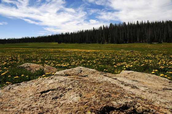 Dixie National Forest
