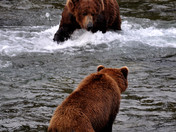 Katmai National Park- Brooks River
