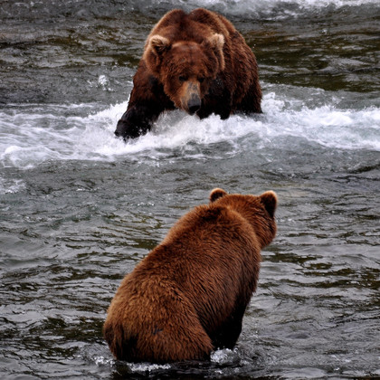 Katmai National Park- Brooks River