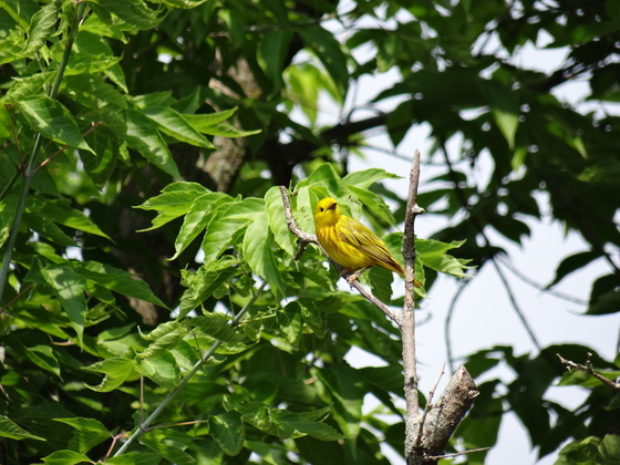 John Heinz National Wildlife Refuge