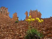 Bryce Canyon