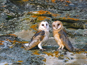 Carrizo Plain National Monument