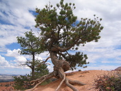 Bryce NP
