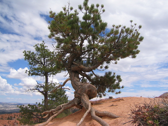Bryce NP