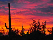 Saguaro National Park