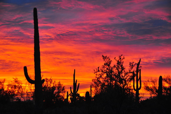 Saguaro National Park