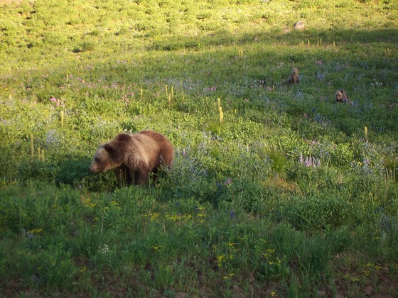 Yellowstone National Park
