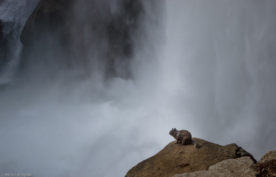 Yosemite National Park