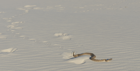 White Sands National Park