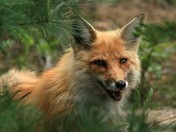 Red Fox
