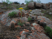 WICHITA MOUNTAINS  WILDLIFE REFUGE