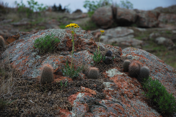 WICHITA MOUNTAINS  WILDLIFE REFUGE